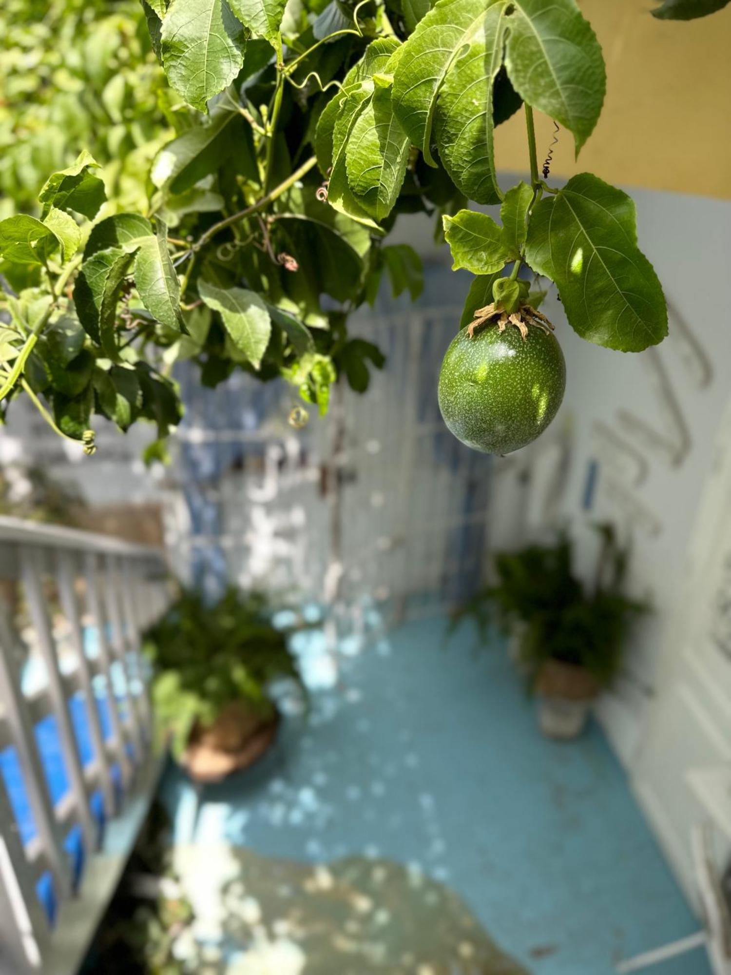 B&B Mi Ma Bo, Sal Rei, Boa Vista, Cape Verde, Free Wi-Fi Kültér fotó