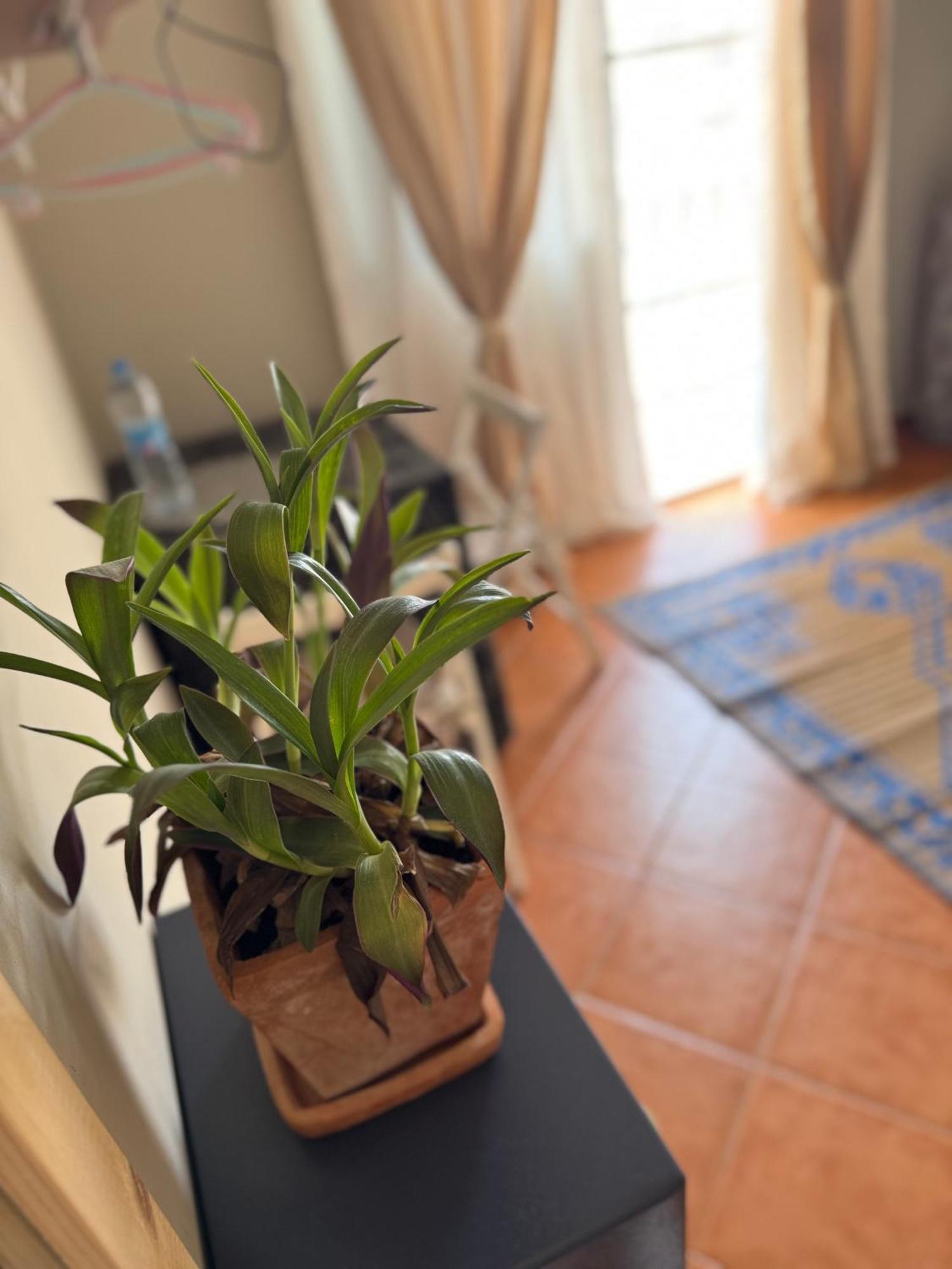 B&B Mi Ma Bo, Sal Rei, Boa Vista, Cape Verde, Free Wi-Fi Kültér fotó